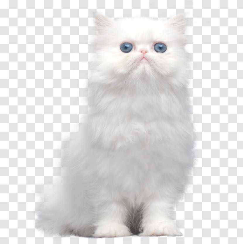 Persian Cat Asian Semi-longhair Ragamuffin Himalayan Turkish Angora - Minuet - Kitten Transparent PNG
