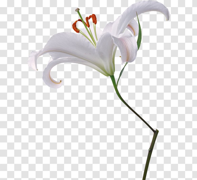 Lilium Cut Flowers Photography Fleur-de-lis - Floral Design - Flower Transparent PNG