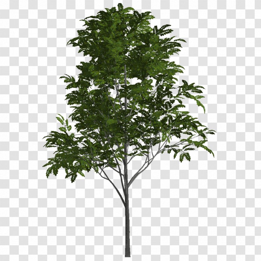 Howell's Floral Outlet Store Tree Topiary Shrub Box - Plant Stem - Mountain Ash White Transparent PNG