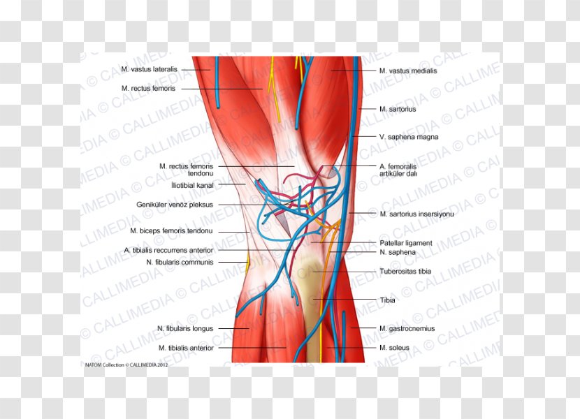 Knee Human Body Blood Vessel Nerve Nervous System - Watercolor - Rectus Femoris Muscle Transparent PNG