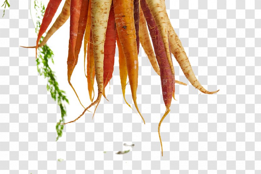 Food Eating Nutrient Recipe Nutrition - Carrots Vegetables Transparent PNG