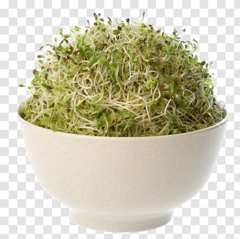 Organic Food Alfalfa Seed Sprouting - Namul Transparent PNG