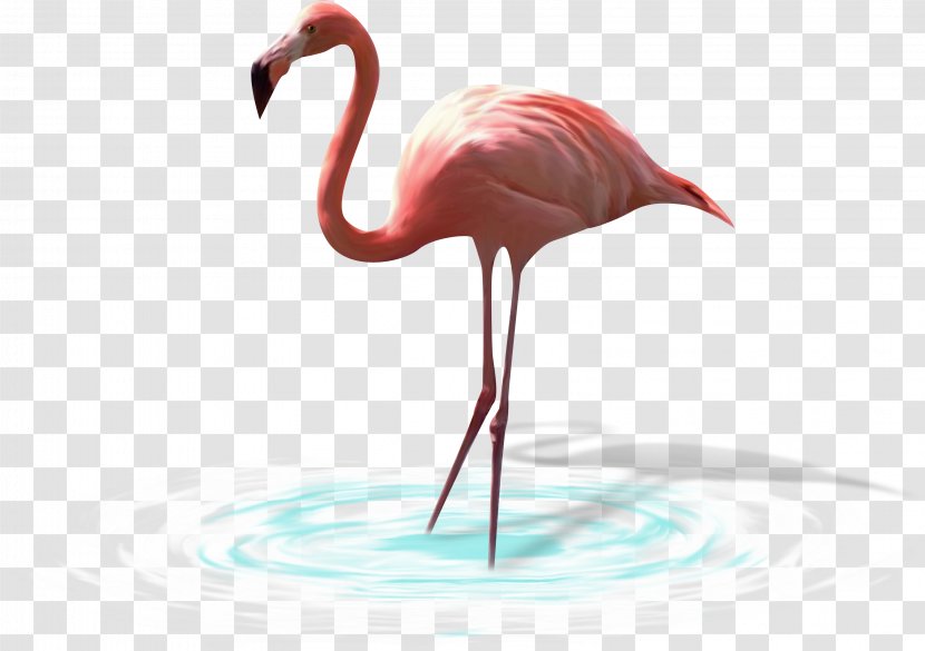 Bird Greater Flamingo White Stork Heron - Flamingos - Animal Picture Painted Birds, Insects,Flamingos Transparent PNG