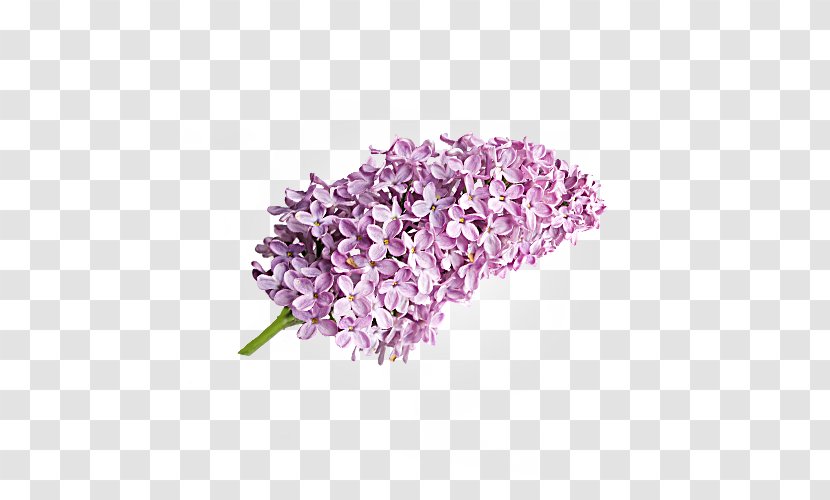 Lilac Lavender Cut Flowers Transparent PNG