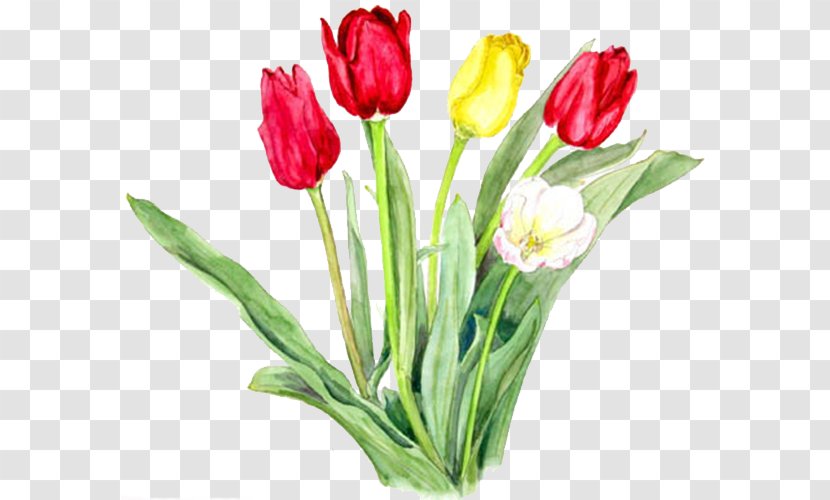 Tulipa Gesneriana Watercolor Painting Designer Cut Flowers - Red Tulips Transparent PNG