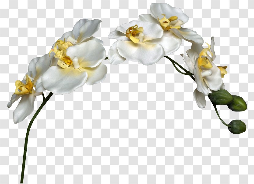 Baku Flower Festival Drawing Clip Art - Plant - Orchid Flowers Transparent PNG
