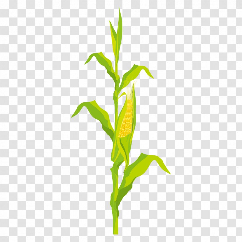 Corn On The Cob Maize - Kernel Transparent PNG