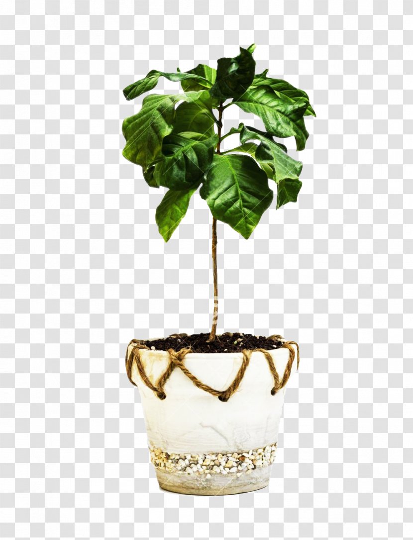 Arabica Coffee Robusta Stock Photography - Flowerpot - A Tree Picture Material Transparent PNG