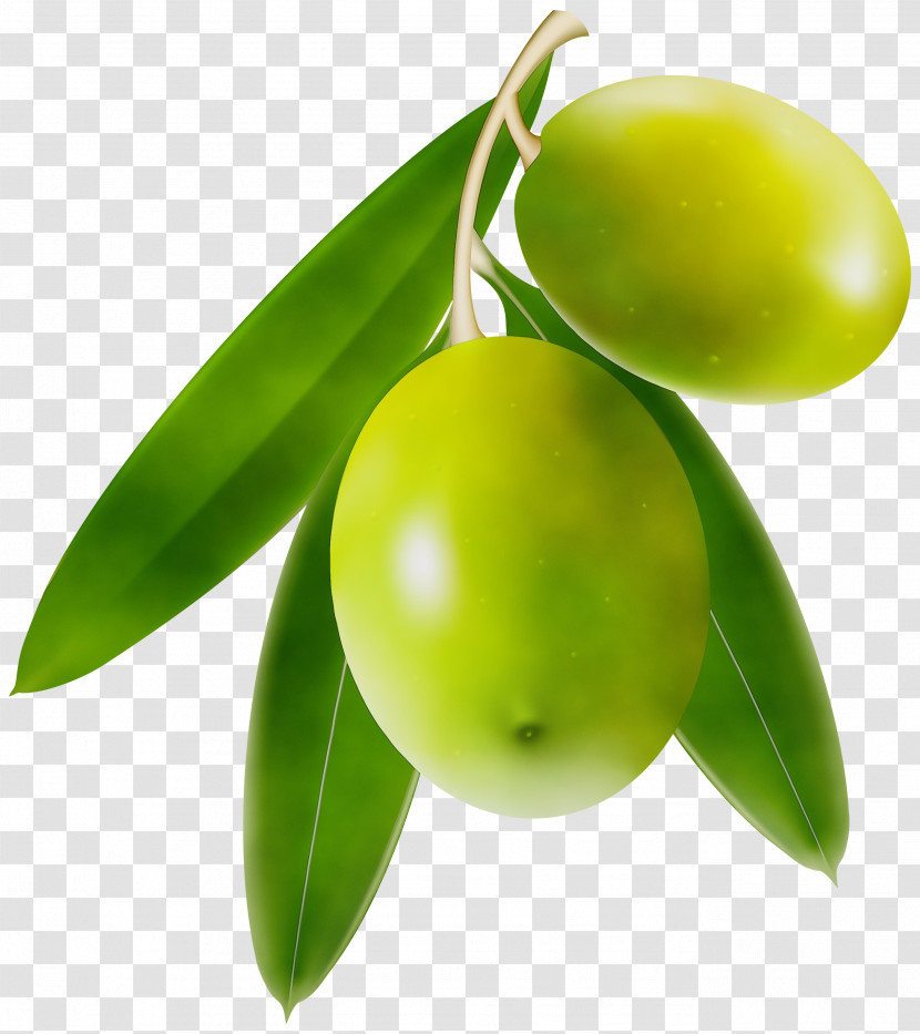 Plant Olive + M Citrus Biology Science Transparent PNG