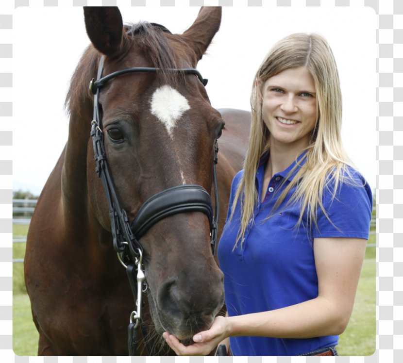 Halter Mane Mustang Stallion Mare - Bridle Transparent PNG