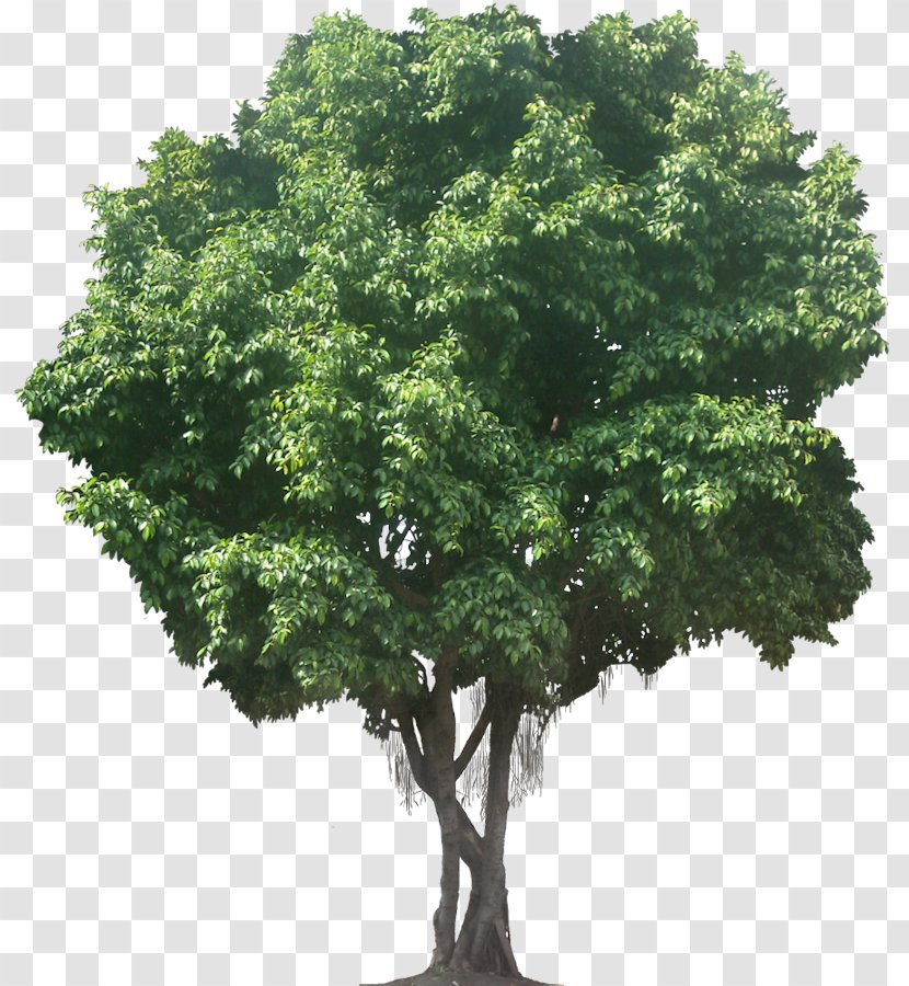 Tree Clip Art - Evergreen - Fig Transparent PNG