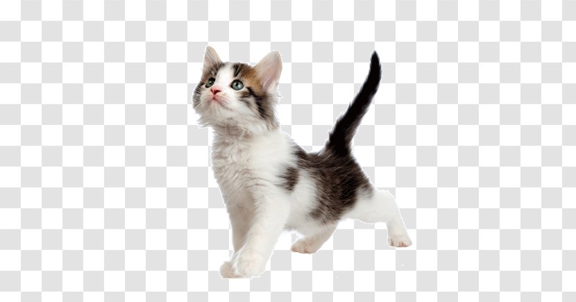 Kitten American Wirehair Aegean Cat Japanese Bobtail Munchkin - Domestic Shorthaired - Baby Background Transparent PNG