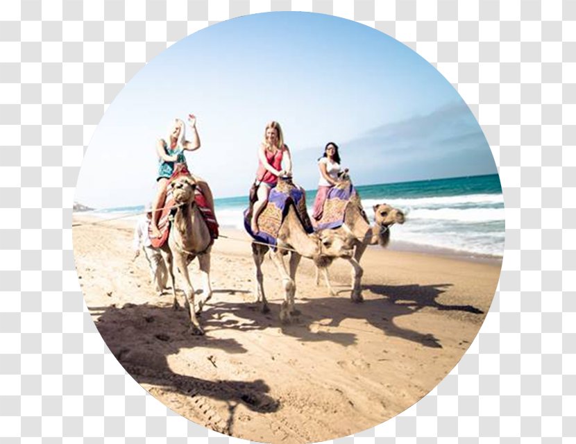 Dromedary Morocco Travel Excursion Vacation - International Student - Merzouga People Transparent PNG