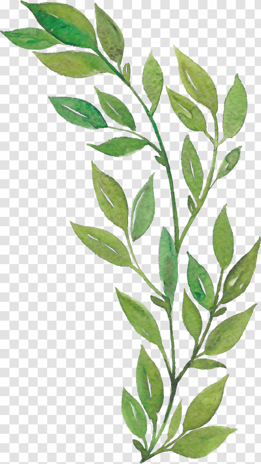 Leaf Twig Plant Stem Cartoon Logo Transparent PNG