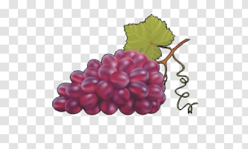 Common Grape Vine Vector Graphics Clip Art - Vitis Transparent PNG