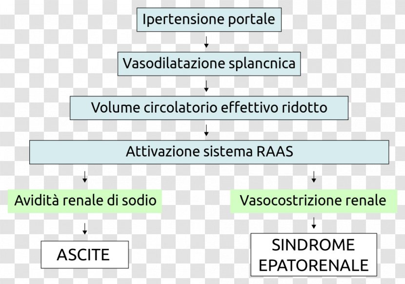 Hepatorenal Syndrome Ascites Kidney Failure Creatinine - Physiology Transparent PNG
