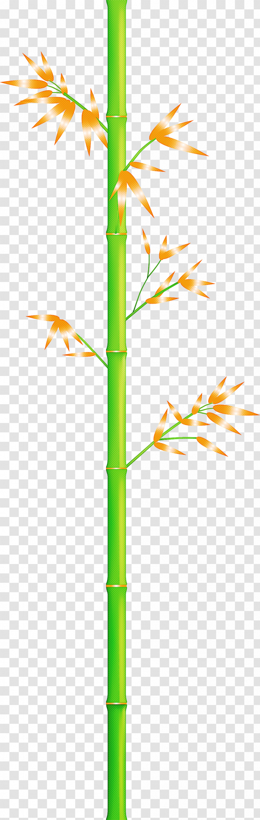 Bamboo Leaf Transparent PNG