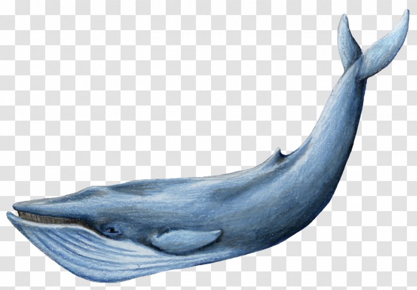 Blue Whale - Whales Dolphins And Porpoises Transparent PNG
