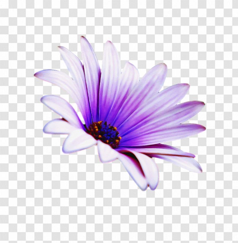 Lavender Transparent PNG