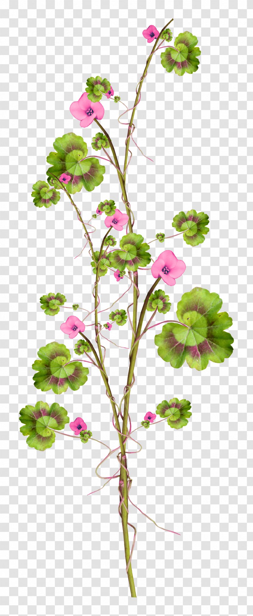 Rose Flower Drawing - Perennial Plant Pedicel Transparent PNG