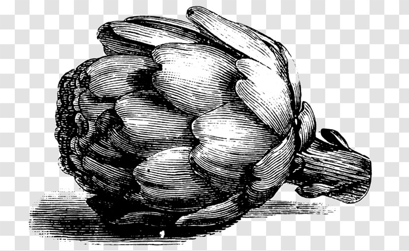 Culinary Arts Clip Art Vector Graphics Italian Cuisine Stock Illustration - Globe Artichokes Artichoke Hearts Transparent PNG