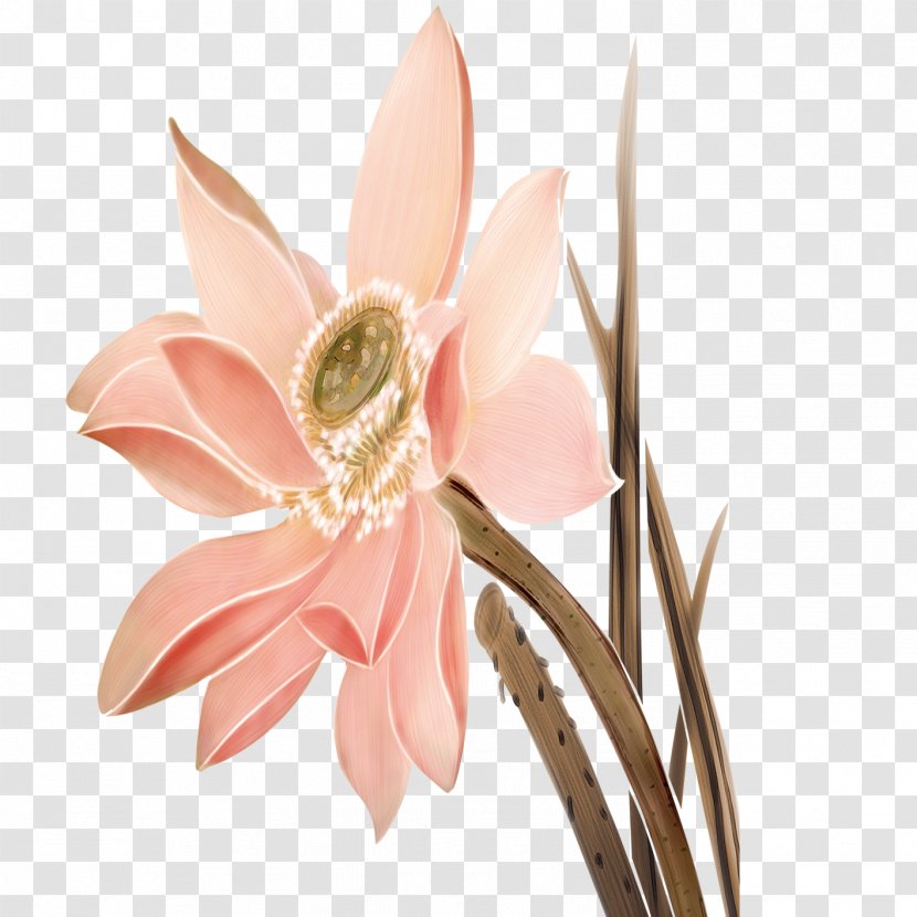 Nelumbo Nucifera Plant Petal Dog Cut Flowers - Flora - Lotus Transparent PNG