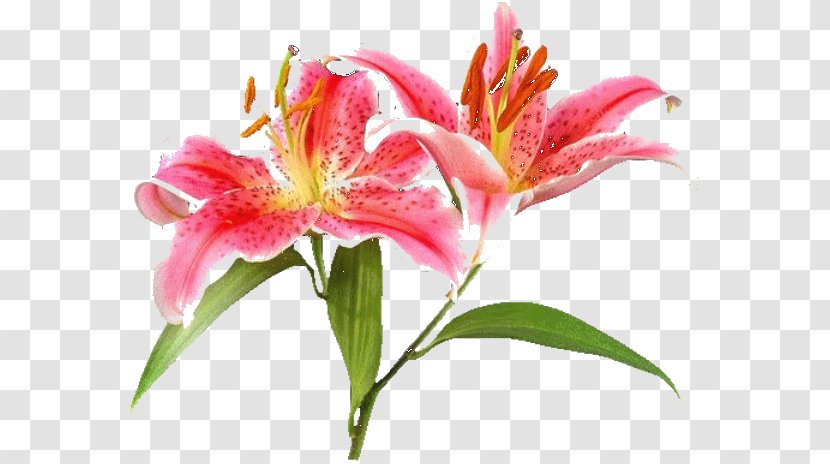 Greeting & Note Cards Cut Flowers Parent Flower Bouquet - Alstroemeriaceae - Flowering Plant Transparent PNG