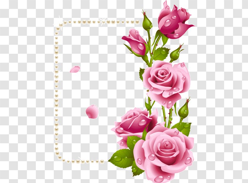 Garden Roses Picture Frames Flower Paper - Rose Family Transparent PNG