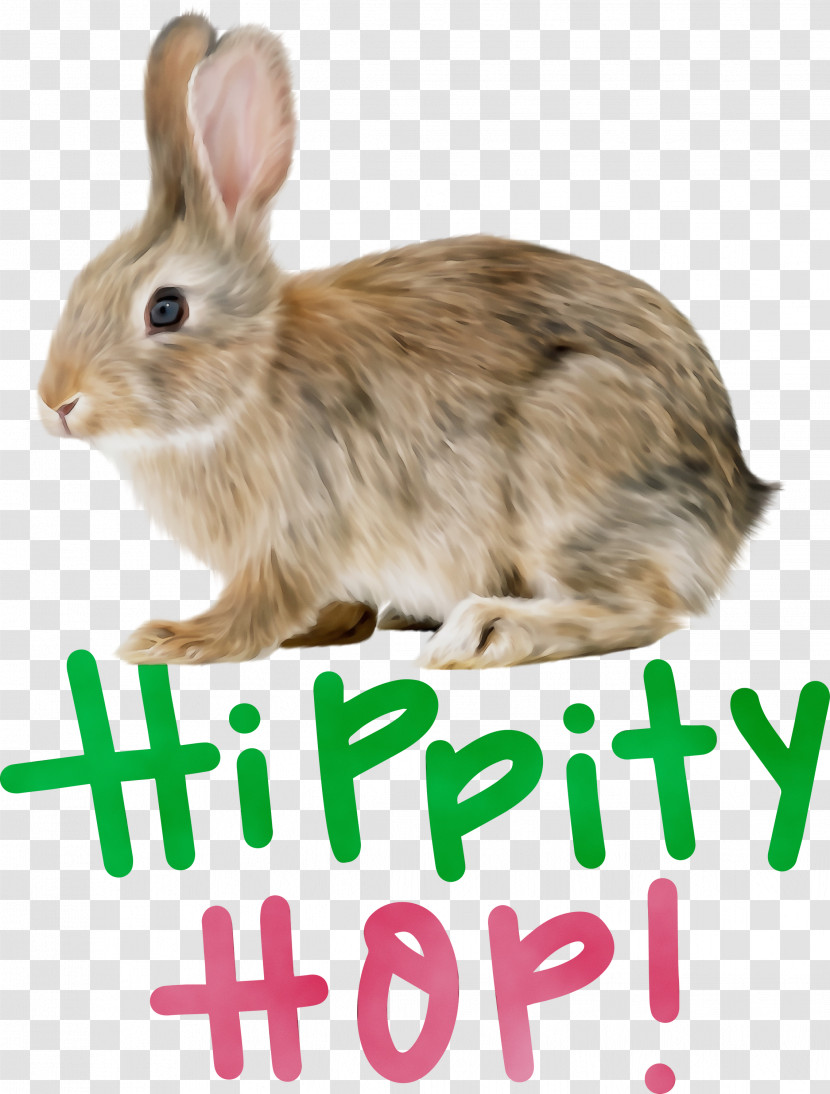 Hare Whiskers Rabbit Tail Transparent PNG