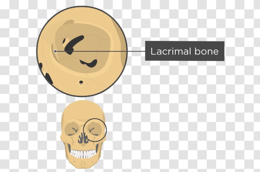 Orbit Skull Human Skeleton Anatomy Sphenoid Bone - Body - And Transparent PNG