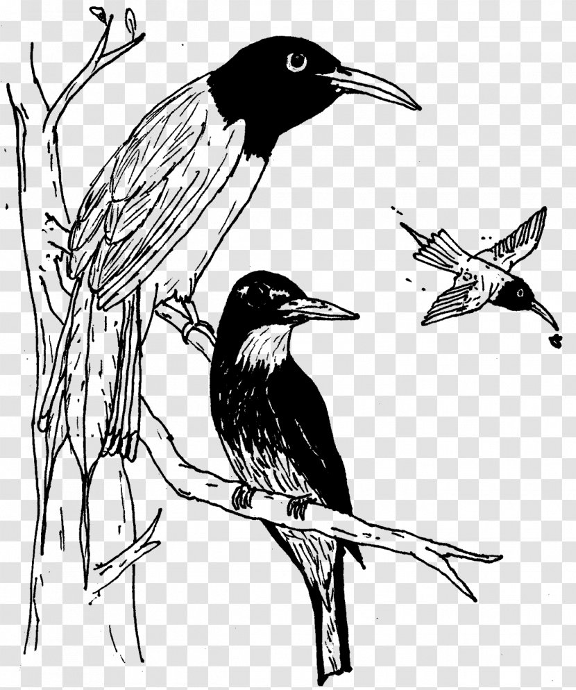 Beak Songbird Fauna Wildlife - Bird - Cold Blooded Animals Transparent PNG