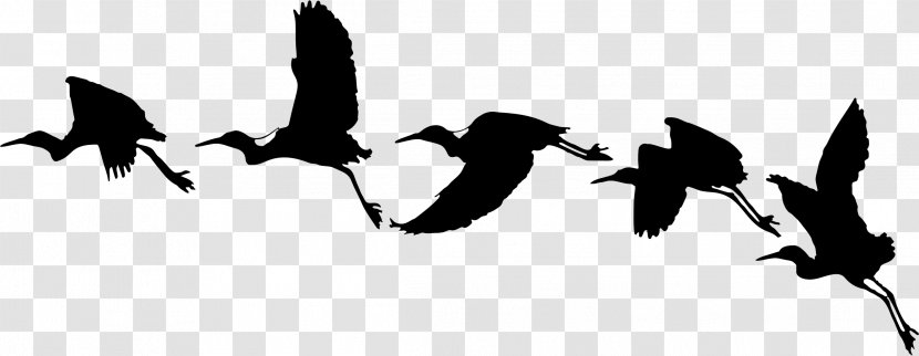 Bird Flight Goose Archaeopteryx - Silhouette - Birds Vector Silhouettes Transparent PNG