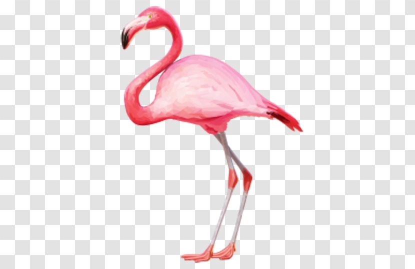 Phoenicopteridae Flamingo Clip Art - Web Browser - Pink Flamingos Transparent PNG