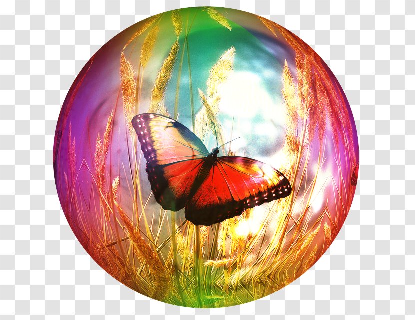 Cartoon Speech Bubble - Monarch Butterfly - Pieridae Brushfooted Transparent PNG