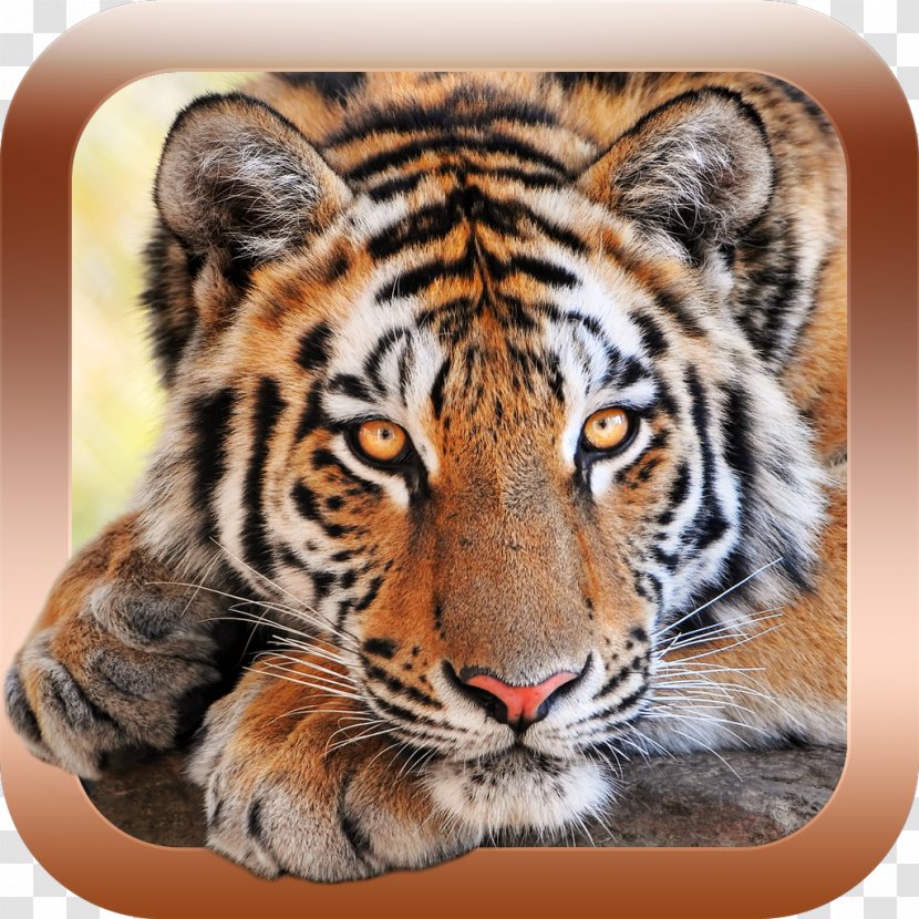 Animals For Kids - Child - Animal Sounds & Pictures Games Zoo AndroidSiberian Tiger Transparent PNG