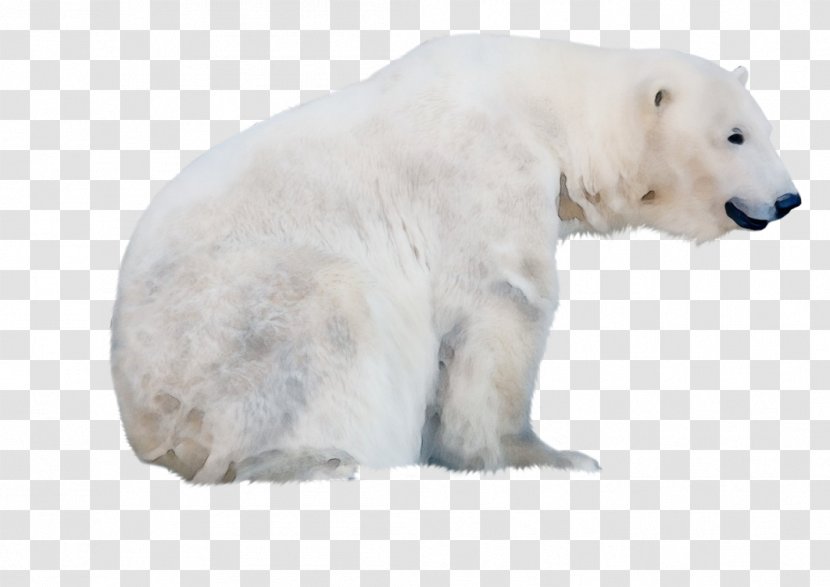 Polar Bear Wildlife Animal Figure - Snout Transparent PNG