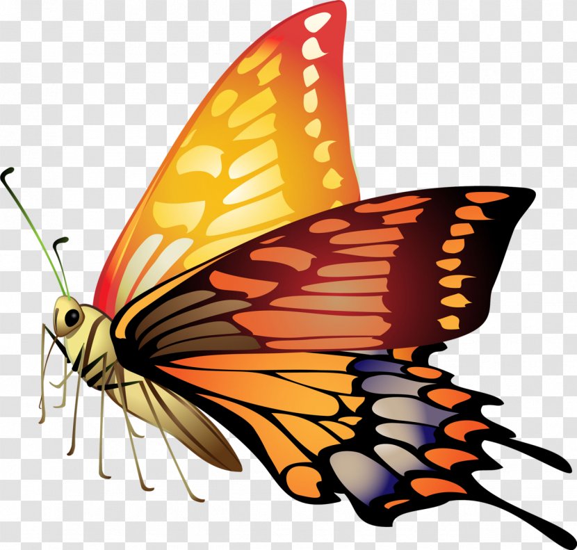 Butterfly Material Clip Art - Wing - Butterflies Transparent PNG