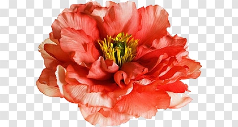 Carnation Cut Flowers Peony The Poppy Family - Pink - Orange Sa Transparent PNG