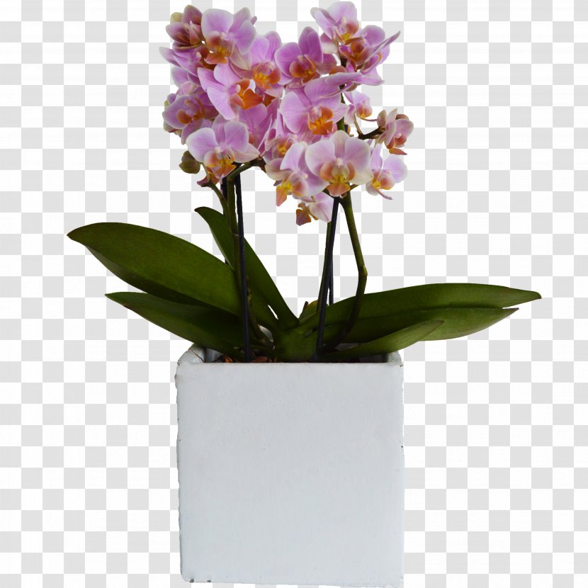 Moth Orchids Flowerpot Cattleya Plant - Vase Transparent PNG
