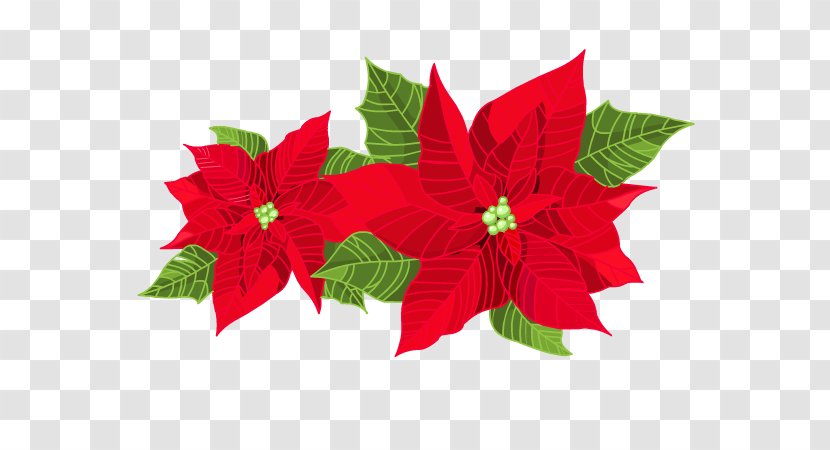 Poinsettia Clip Art - Flower Transparent PNG