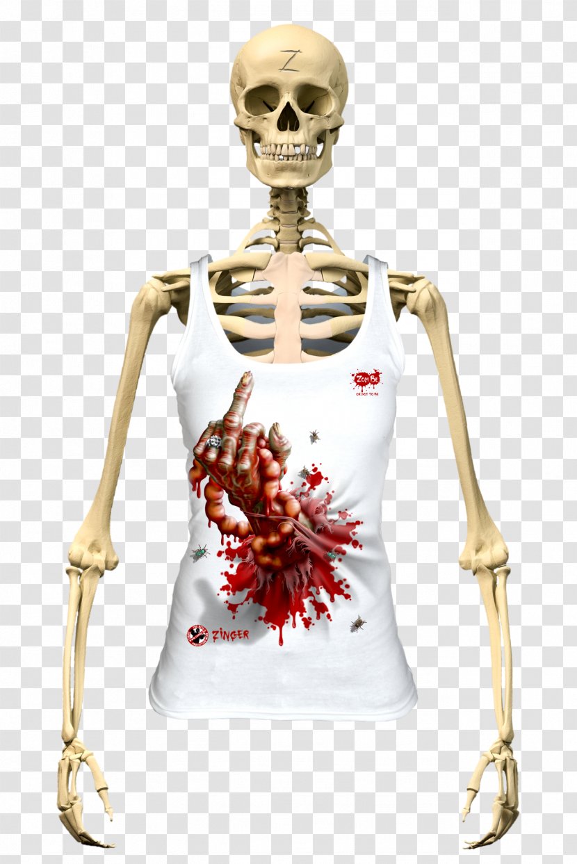 Human Skeleton The Skeletal System Body Vertebral Column - Anatomy Transparent PNG