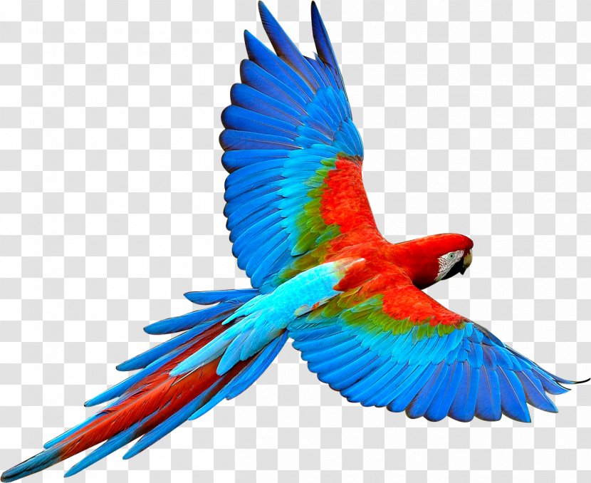 Parrot Bird Flight Scarlet Macaw - Parrot,Bako Transparent PNG