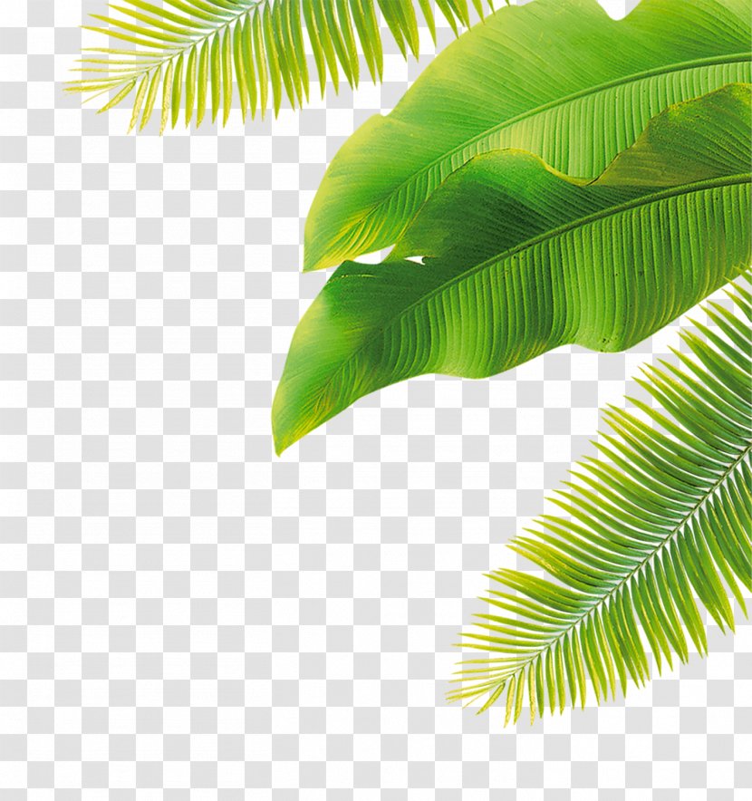 Fruit Flower - Palm Tree - Green Leaves Transparent PNG