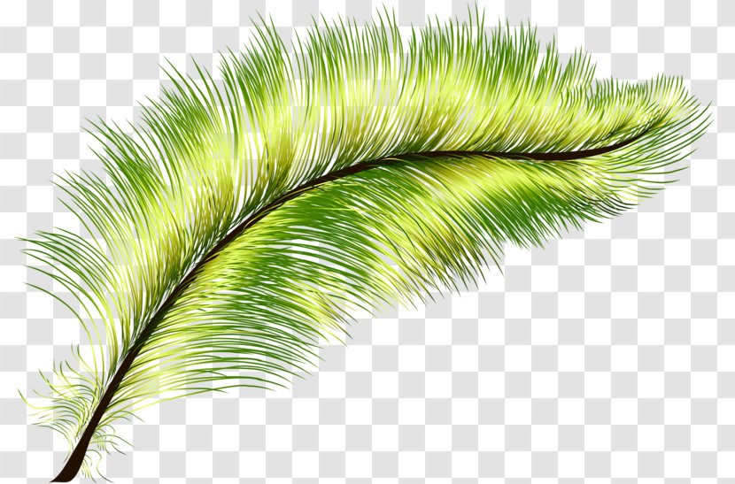 Feather Green Peafowl - Feathers Transparent PNG