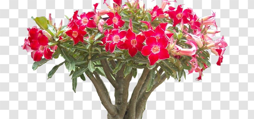 Floral Design Cut Flowers Lily Of The Incas Flower Bouquet - Adenium Transparent PNG