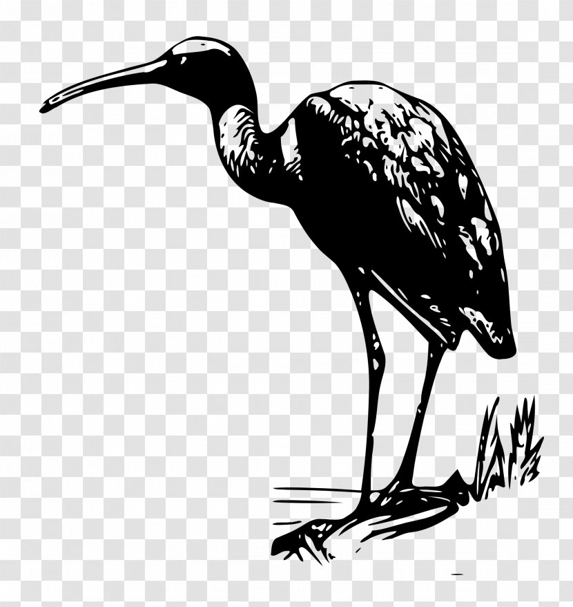 Bird Ibis Clip Art - Wood Stork Transparent PNG