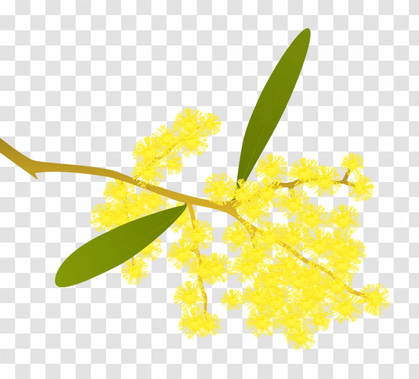 Acacia Pycnantha Wattles Gum Arabic Tree Clip Art - Mimosa - Floral Shapes Transparent PNG