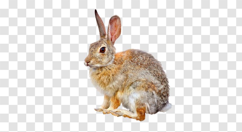 Domestic Rabbit European Hare Easter Bunny - Fur - Zajaczek Transparent PNG