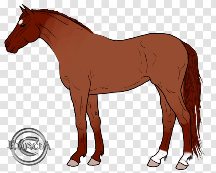 Mustang Foal Mare Colt Stallion Transparent PNG