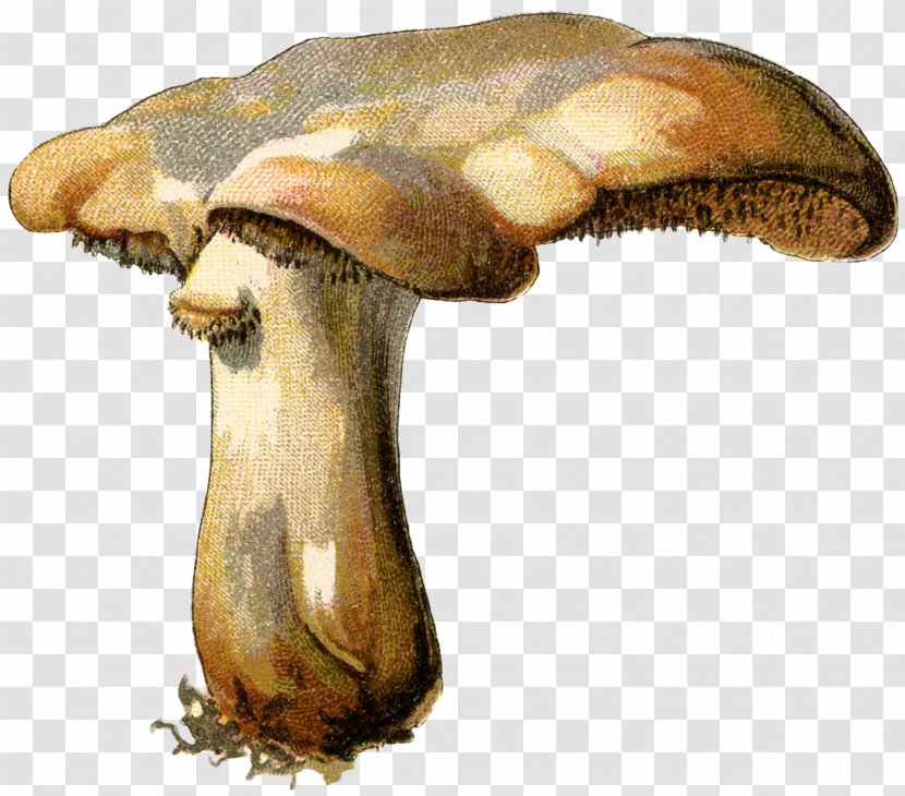 Mushroom Botanical Illustration Mycology Botany Fungus - Mushrooms Transparent PNG